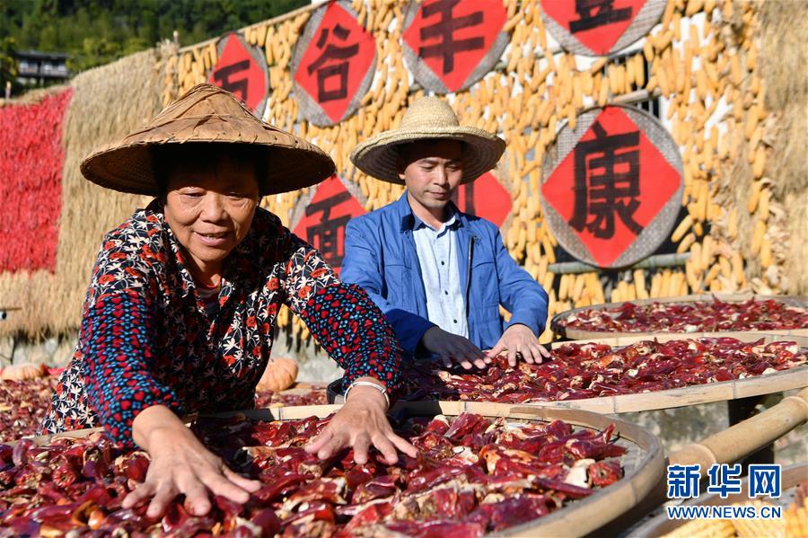 11月1日，桂峰村村民在整理曬匾里的農(nóng)作物。 深秋時節(jié)，位于福建省三明市尤溪縣洋中鎮(zhèn)的桂峰村，古民居與曬匾里五彩繽紛的農(nóng)作物，構(gòu)成五彩斑斕的調(diào)色板，展現(xiàn)秋收風情。 新華社記者魏培全攝