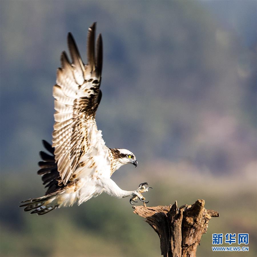 （新華視界）（5）江上鶚影