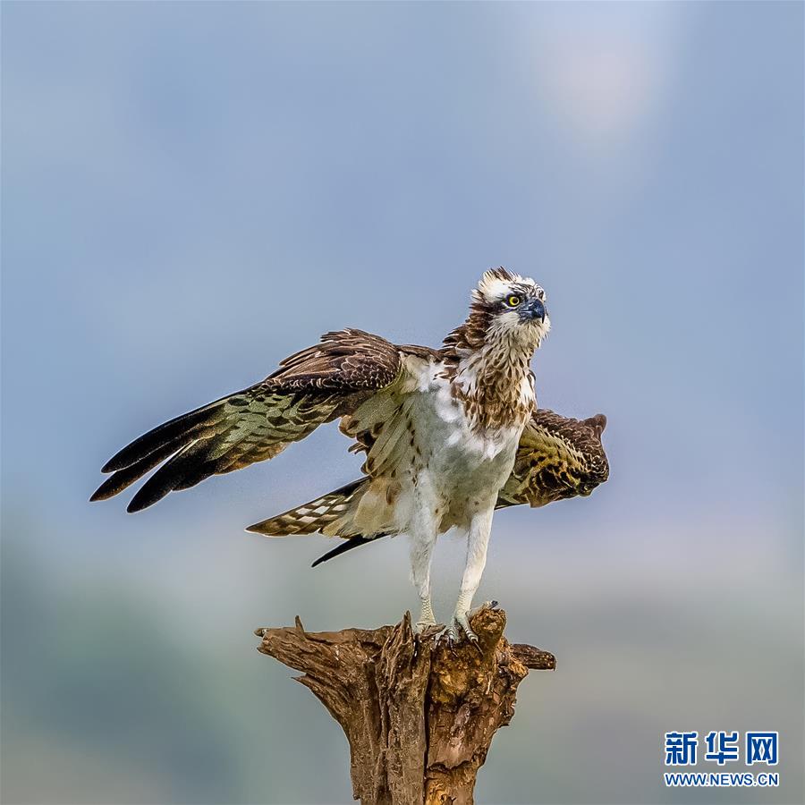 （新華視界）（2）江上鶚影
