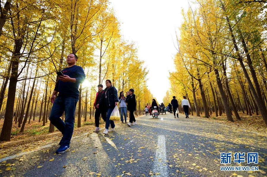 11月2日，游客在曲周縣銀杏種植基地游覽賞景。 眼下，河北省邯鄲市曲周縣銀杏種植基地近千畝銀杏林進(jìn)入最佳觀賞期，吸引眾多游客前來游覽。 新華社記者 朱旭東 攝