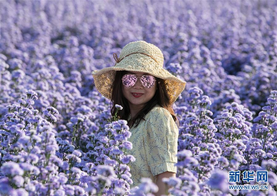 11月2日，游客在泰國清邁一處花田間拍照。 近日，泰國清邁周邊的花田鮮花盛開，吸引眾多游客前來賞花拍照。 新華社記者 張可任 攝