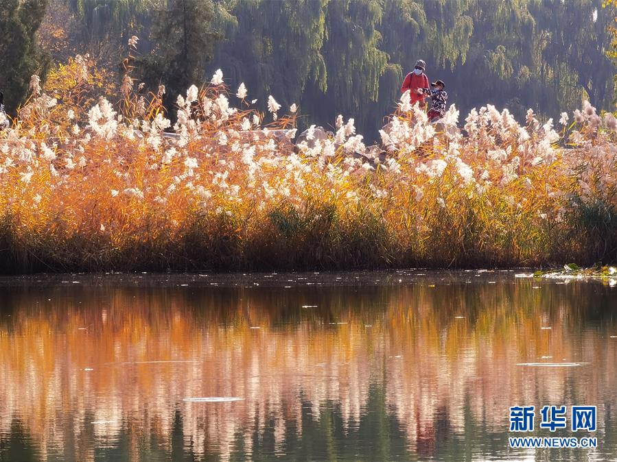 (環(huán)境)(2)圓明園秋景醉游人