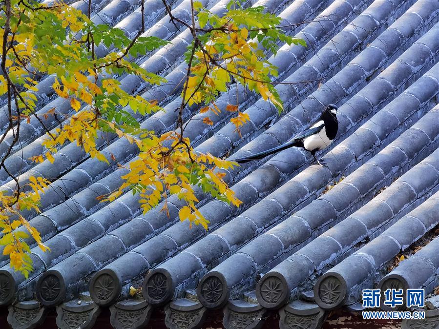 (環(huán)境)(3)圓明園秋景醉游人