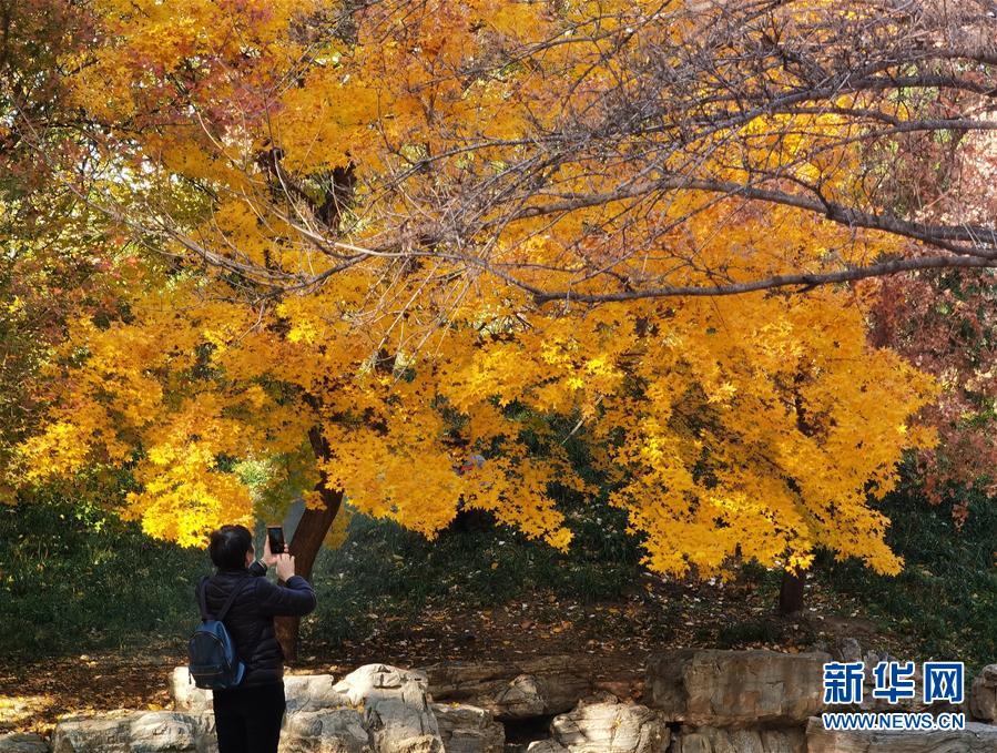 (環(huán)境)(5)圓明園秋景醉游人