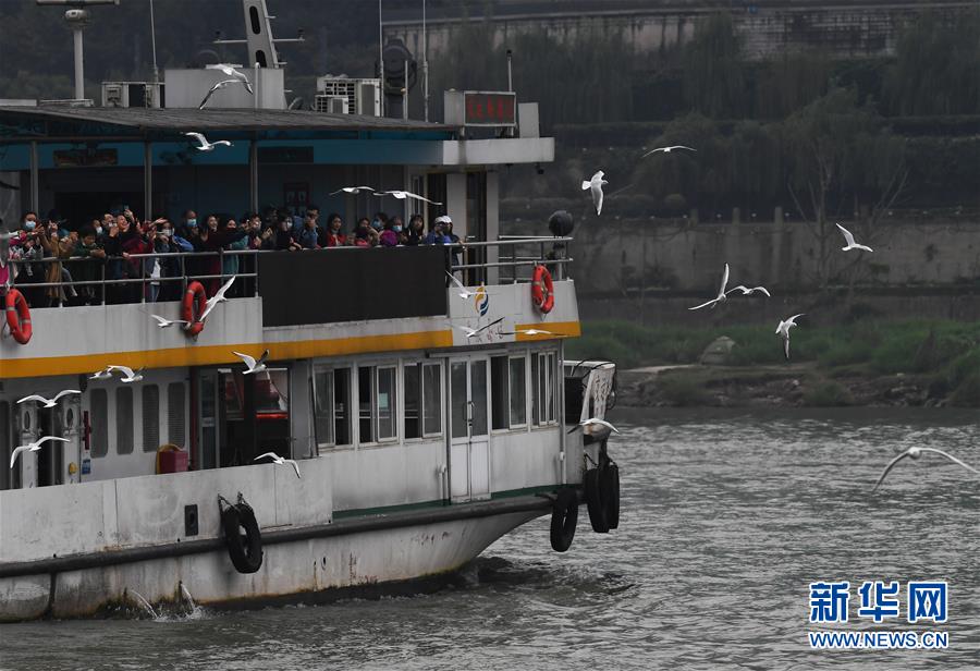 11月5日，乘船游覽的游客在重慶朝天門碼頭附近觀賞紅嘴鷗。 近日，眾多紅嘴鷗“到訪”重慶長(zhǎng)江與嘉陵江交匯一帶，給“山水之城”重慶增添了生機(jī)和亮色。 新華社記者王全超攝