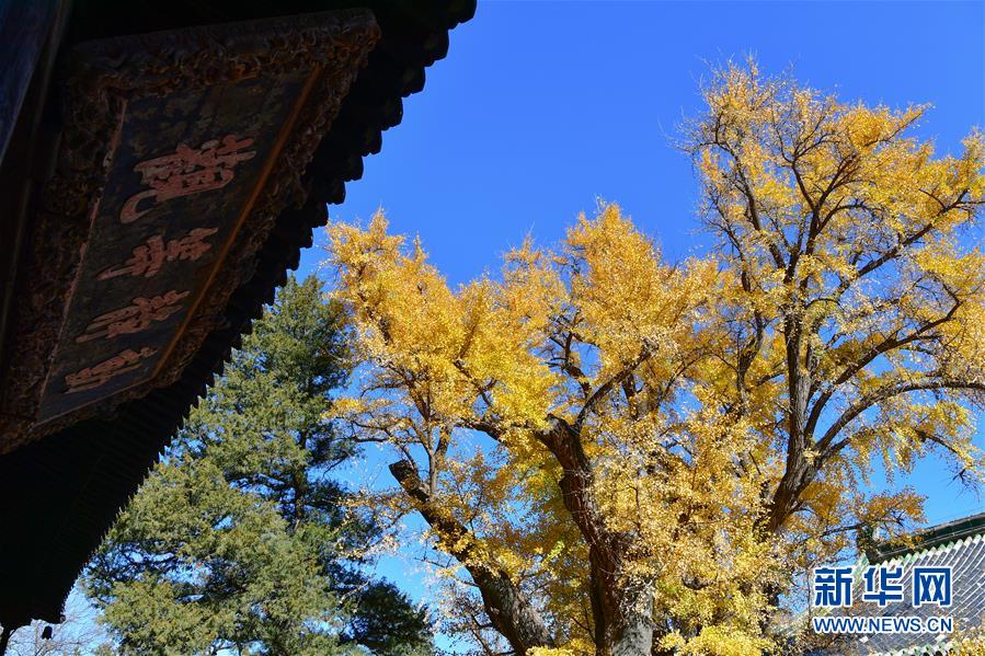 11月8日，大覺(jué)寺古銀杏的黃葉與大殿牌匾相映成趣。 位于北京市海淀區(qū)的大覺(jué)寺始建于遼代，寺內(nèi)一株古銀杏樹(shù)齡已逾千年，至今枝繁葉茂，被譽(yù)為“銀杏樹(shù)王”。每年秋末冬初都吸引不少游客前來(lái)觀賞。 新華社記者 尹棟遜 攝