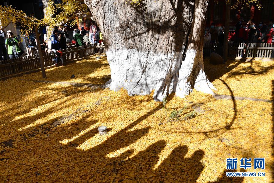 11月8日，游客在大覺(jué)寺觀賞古銀杏黃葉。 位于北京市海淀區(qū)的大覺(jué)寺始建于遼代，寺內(nèi)一株古銀杏樹(shù)齡已逾千年，至今枝繁葉茂，被譽(yù)為“銀杏樹(shù)王”。每年秋末冬初都吸引不少游客前來(lái)觀賞。 新華社記者 尹棟遜 攝