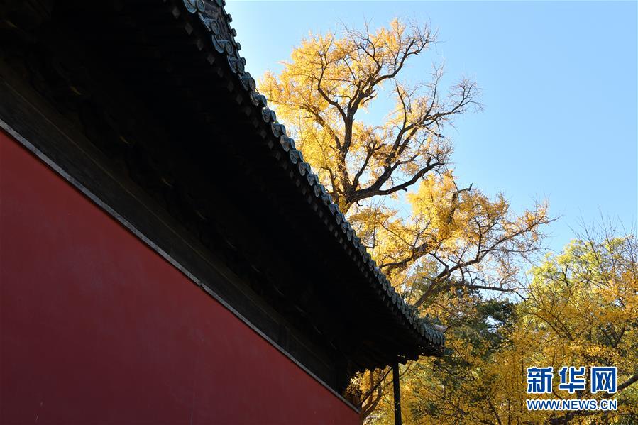 11月8日，大覺(jué)寺古銀杏黃葉與紅墻相映成趣。 位于北京市海淀區(qū)的大覺(jué)寺始建于遼代，寺內(nèi)一株古銀杏樹(shù)齡已逾千年，至今枝繁葉茂，被譽(yù)為“銀杏樹(shù)王”。每年秋末冬初都吸引不少游客前來(lái)觀賞。 新華社記者 尹棟遜 攝