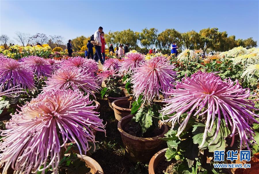 11月8日，游客在沙河市白塔鎮(zhèn)欒卸村菊花園游覽。 近日，河北省沙河市白塔鎮(zhèn)欒卸村菊花園開門迎客，吸引眾多游客前來觀賞。近年來，欒卸村引進(jìn)優(yōu)質(zhì)菊花品種開展培育種植，打造擁有30000多盆、500多個(gè)品種的菊花園，助力美麗鄉(xiāng)村建設(shè)和鄉(xiāng)村旅游發(fā)展。 新華社記者 牟宇 攝