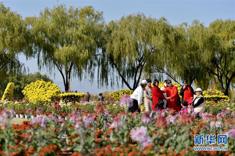 11月8日，游客在沙河市白塔鎮(zhèn)欒卸村菊花園游覽。 近日，河北省沙河市白塔鎮(zhèn)欒卸村菊花園開門迎客，吸引眾多游客前來觀賞。近年來，欒卸村引進(jìn)優(yōu)質(zhì)菊花品種開展培育種植，打造擁有30000多盆、500多個(gè)品種的菊花園，助力美麗鄉(xiāng)村建設(shè)和鄉(xiāng)村旅游發(fā)展。 新華社記者 牟宇 攝
