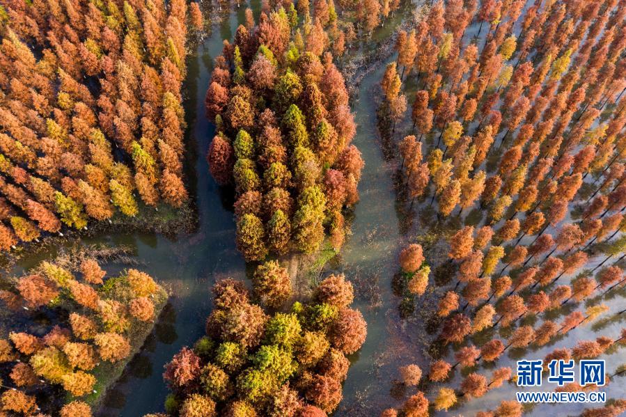 這是11月15日拍攝的江蘇省泗洪縣洪澤湖濕地杉樹林景色（無人機照片）。初冬時節(jié)，洪澤湖濕地中的杉樹林猶如披上多彩外衣，色彩斑斕，美不勝收。新華社發(fā)（許昌亮 攝）