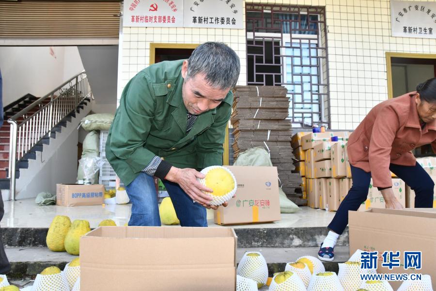 村民龍成民（左）在廣安市龍安鄉(xiāng)革新村黨群活動中心給柚子裝箱（11月13日攝）。新華社記者 周相吉 攝