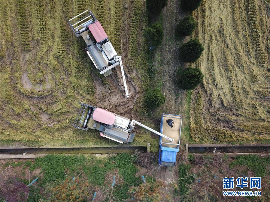 12月4日，肥西縣上派鎮(zhèn)金崗村農(nóng)民駕駛收割機(jī)收割水稻（無(wú)人機(jī)照片）。近日，安徽省肥西縣上派鎮(zhèn)金崗村水稻陸續(xù)成熟，進(jìn)入收割期。當(dāng)?shù)剞r(nóng)民利用晴好天氣搶收水稻，確保顆粒歸倉(cāng)。新華社記者劉軍喜攝