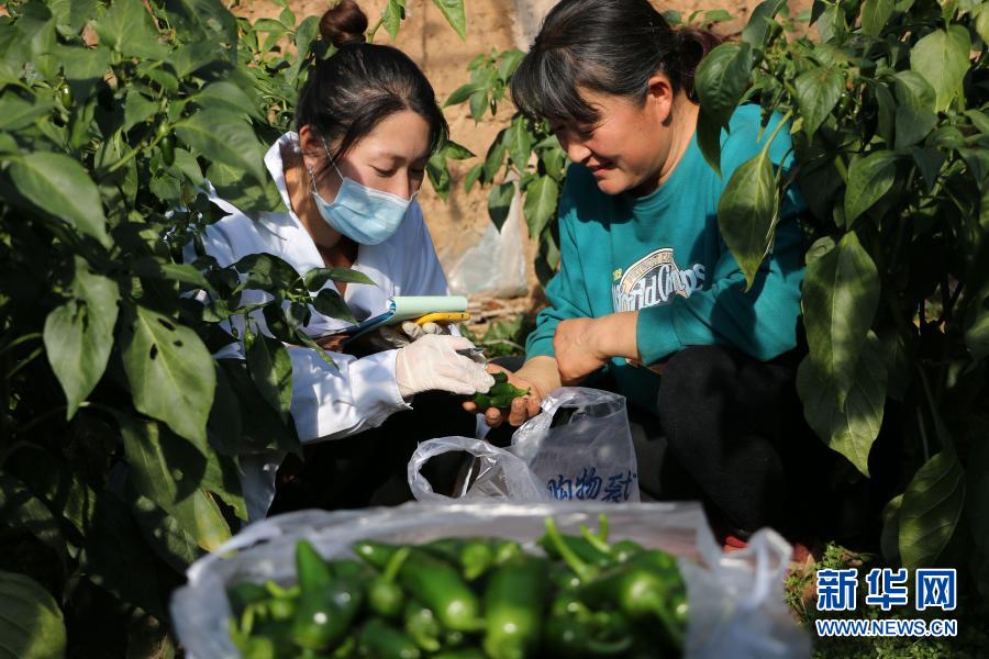12月8日，在承德縣六溝鎮(zhèn)一蔬菜基地，工作人員（左）對(duì)該基地種植的辣椒進(jìn)行取樣。新華社發(fā)（劉環(huán)宇 攝）