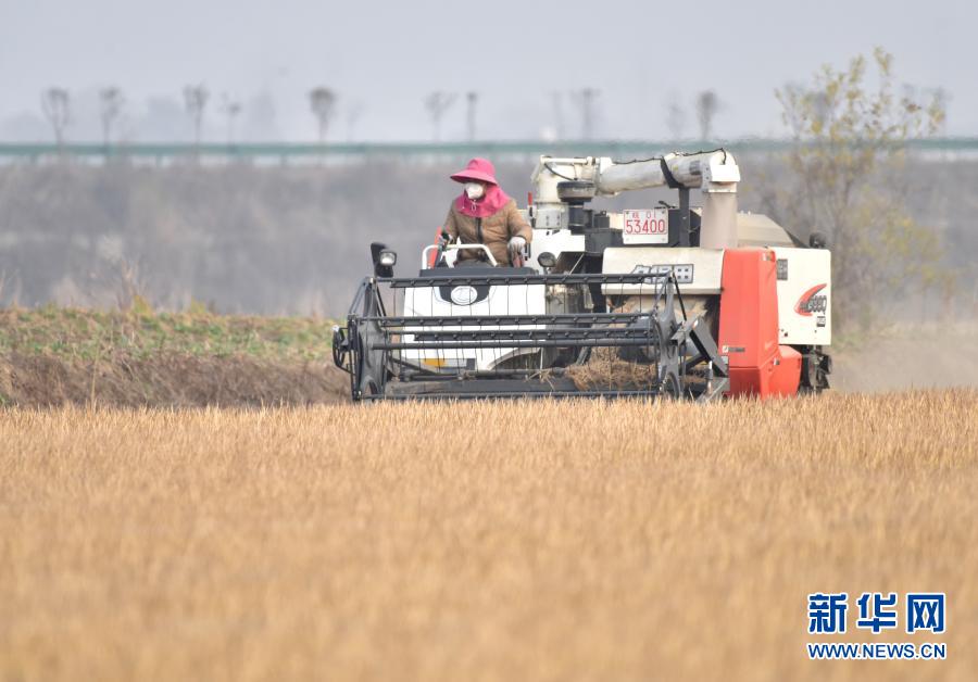 12月12日，在安徽省巢湖市槐林鎮(zhèn)南大圩，農(nóng)民駕駛收割機(jī)在稻田里收割晚稻。近期，安徽巢湖天氣晴好，農(nóng)民趁著晴好天氣抓緊收割晚稻，確保顆粒歸倉(cāng)。新華社發(fā)（馬豐成 攝）
