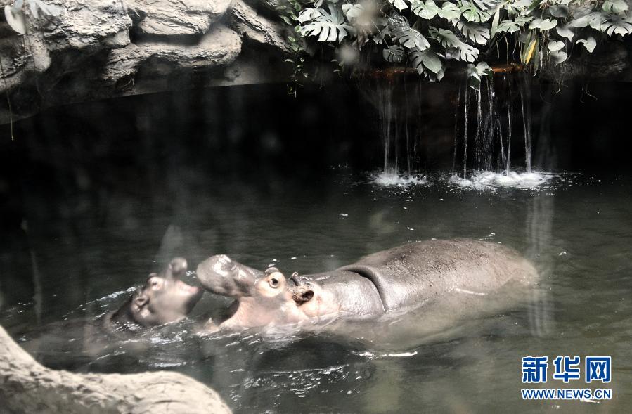 12月20日，河馬“津津”和它的孩子在恒溫水池內(nèi)嬉戲。北京動物園早在9月份就為園內(nèi)大批怕冷的動物安裝了暖氣、浴霸、加熱石、加熱棒等“暖冬神器”。進入冬季，園方還在獸舍內(nèi)鋪裝了厚厚的墊草，在場館及動物進出通道加設門簾，同時還通過調(diào)整飼料來增加動物抵御嚴寒的能力，讓這些可愛的動物們暖暖和和地度過寒冬。新華社記者李欣攝