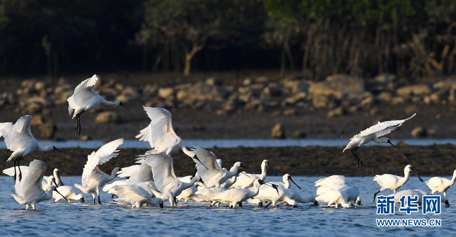 12月28日，黑臉琵鷺在海南新盈紅樹林國家濕地公園的灘涂上覓食、嬉戲。近日，不少黑臉琵鷺飛臨位于海南儋州市光村鎮(zhèn)的海南新盈紅樹林國家濕地公園越冬。黑臉琵鷺在濕地公園飛翔、嬉戲，成為冬日里一道獨特風景。新華社記者 楊冠宇 攝