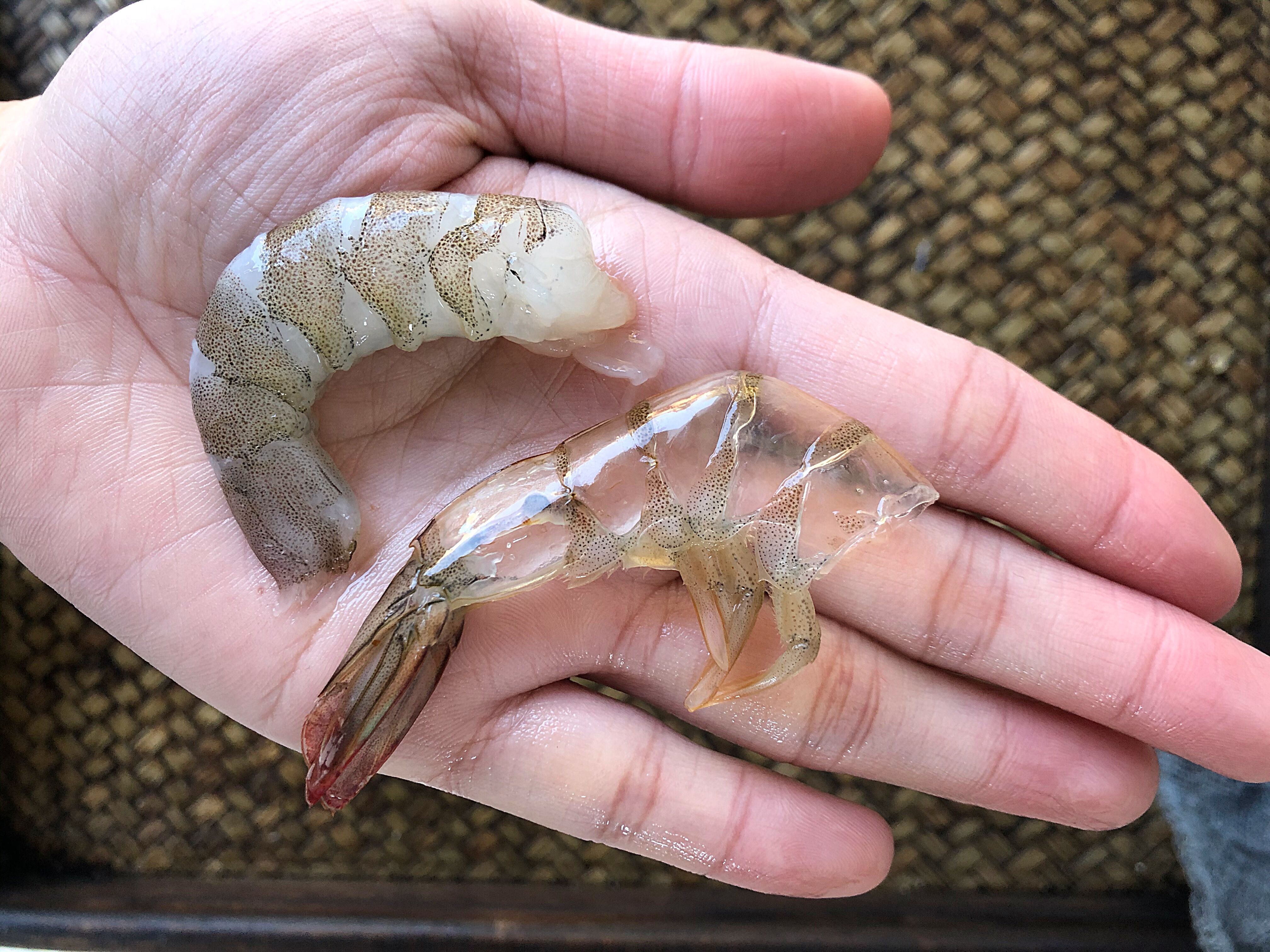 剝蝦仁很簡單，教你小技巧，蝦殼輕松完整脫落，3秒剝1個，實用