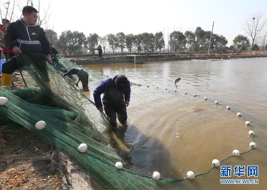 1月19日，在浙江省湖州市安吉縣遞鋪街道一家養(yǎng)魚場(chǎng)內(nèi)，養(yǎng)殖戶拉網(wǎng)捕魚。當(dāng)日，在浙江省湖州市安吉縣遞鋪街道的一家養(yǎng)魚場(chǎng)內(nèi)，養(yǎng)殖戶拉起2021年第一網(wǎng)，收獲300多尾精品錦鯉。據(jù)了解，當(dāng)?shù)卣罅Πl(fā)展精品農(nóng)業(yè)，培育出錦鯉等一批深受市場(chǎng)歡迎的特色農(nóng)產(chǎn)品，促進(jìn)農(nóng)戶增收致富。新華社發(fā)（夏鵬飛 攝）