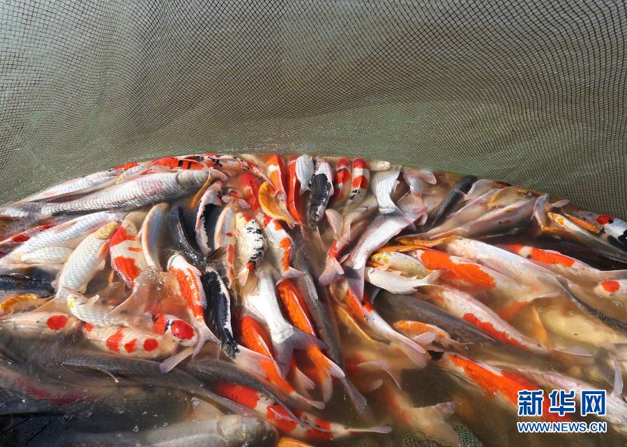 1月19日在浙江省湖州市安吉縣遞鋪街道一家養(yǎng)魚場(chǎng)內(nèi)拍攝的養(yǎng)殖戶收獲的錦鯉。當(dāng)日，在浙江省湖州市安吉縣遞鋪街道的一家養(yǎng)魚場(chǎng)內(nèi)，養(yǎng)殖戶拉起2021年第一網(wǎng)，收獲300多尾精品錦鯉。據(jù)了解，當(dāng)?shù)卣罅Πl(fā)展精品農(nóng)業(yè)，培育出錦鯉等一批深受市場(chǎng)歡迎的特色農(nóng)產(chǎn)品，促進(jìn)農(nóng)戶增收致富。新華社發(fā)（夏鵬飛 攝）