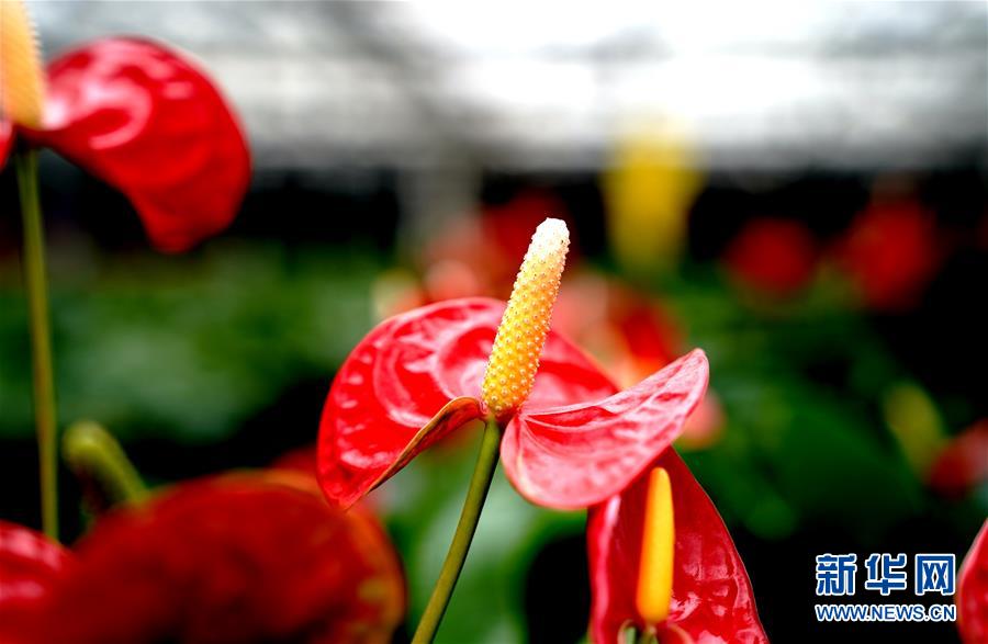 （新華視界）（1）上海鮮花港：自主研發(fā)紅掌新品鐘