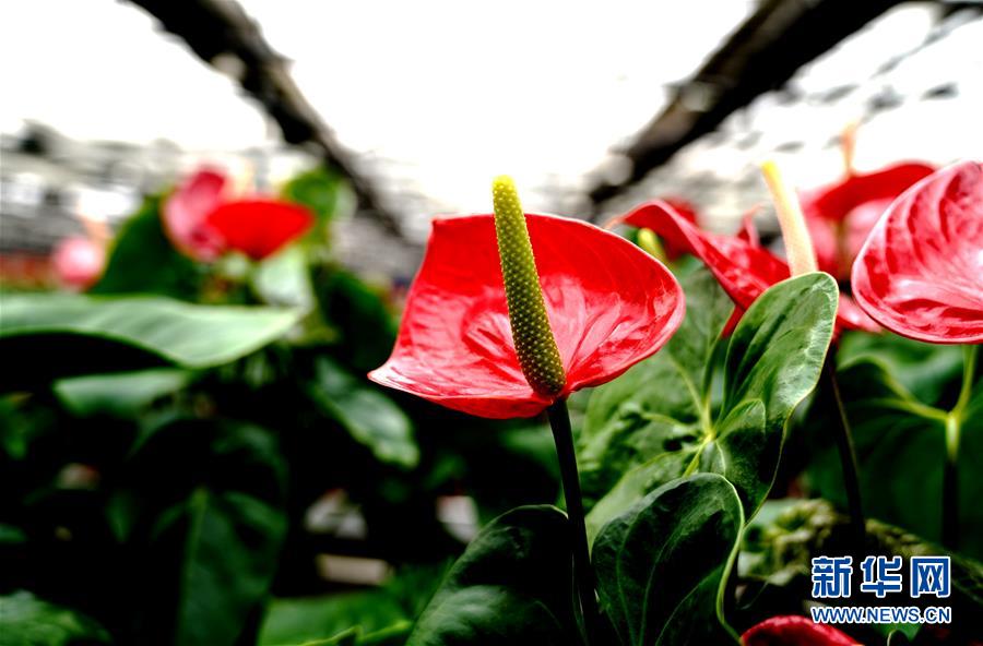 1月21日，在上海鮮花港拍攝的紅掌新品種“紅裝”。 近日，上海鮮花港自主研發(fā)的兩個紅掌新品種“紅胭”“紅裝”獲得國家植物新品種授權(quán)。目前，上海鮮花港已建成紅掌品種資源圃，收集保存紅掌品種達100多個。 新華社記者 張建松 攝