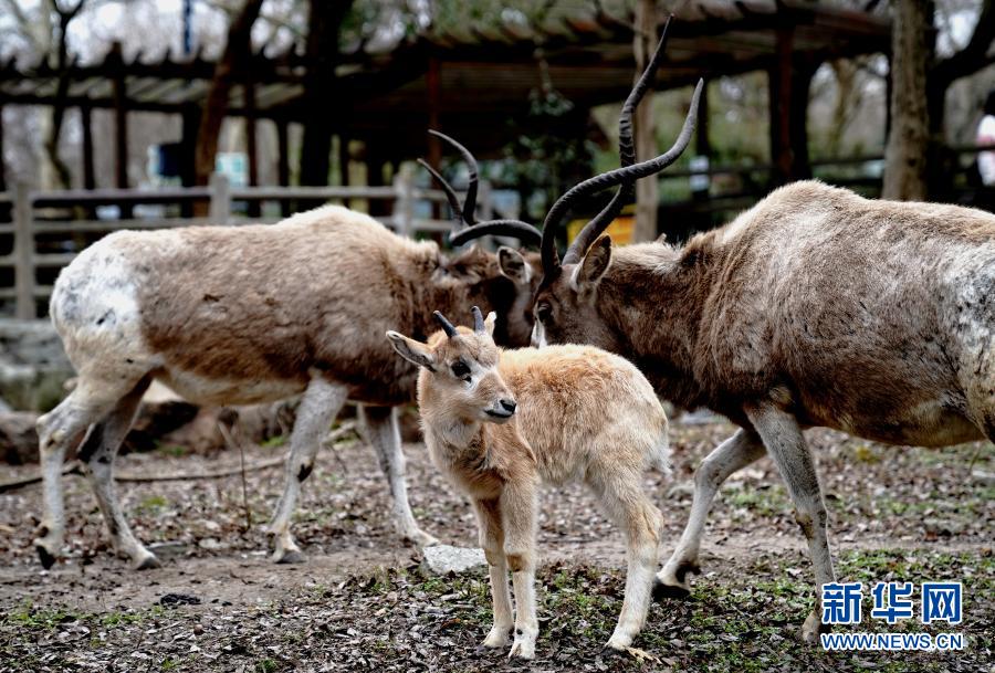 　　1月31日，上海動物園“牛科寶寶”——旋角羚寶寶亮相。　　近日，2021年上海動物園出生的第一頭“?？茖殞殹毙橇缭趫@區(qū)亮相。旋角羚是偶蹄目牛科旋角羚屬的唯一種，被世界自然保護聯(lián)盟列為紅色目錄極危物種?！　⌒氯A社記者 張建松 攝
