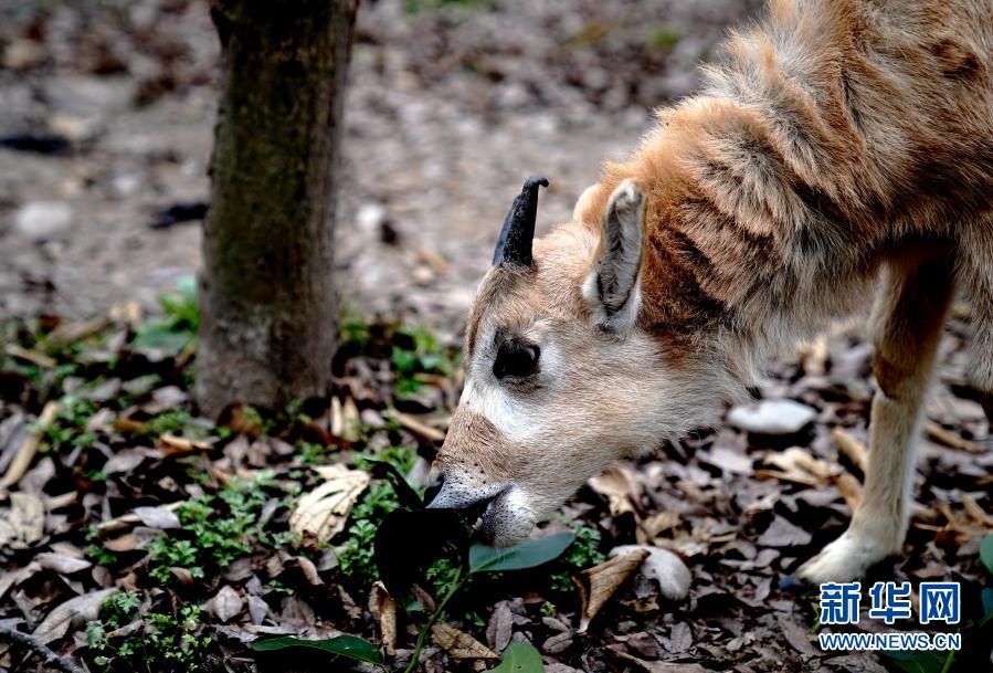 　　1月31日，上海動物園“?？茖殞殹薄橇鐚殞氃谝捠场！　〗?，2021年上海動物園出生的第一頭“?？茖殞殹毙橇缭趫@區(qū)亮相。旋角羚是偶蹄目牛科旋角羚屬的唯一種，被世界自然保護聯(lián)盟列為紅色目錄極危物種。　　新華社記者 張建松 攝
