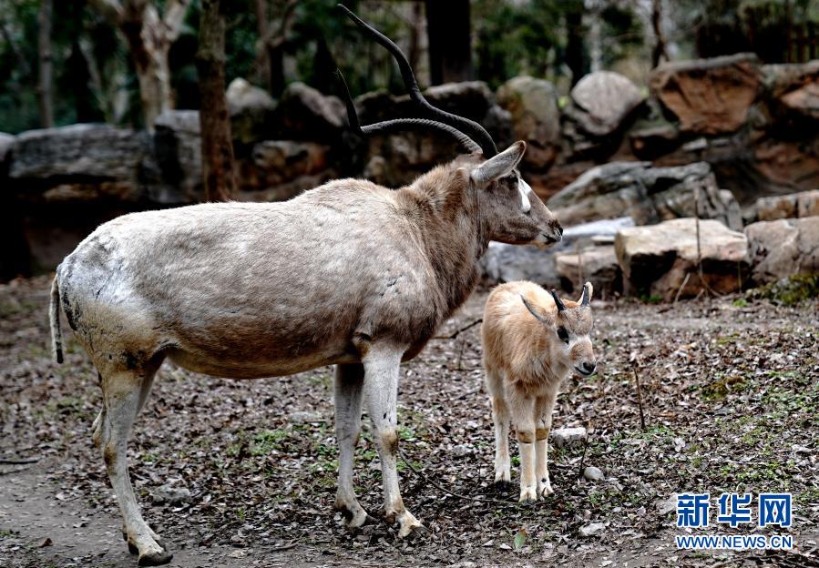 　　1月31日，上海動物園“?？茖殞殹薄橇鐚殞毩料唷！　〗?，2021年上海動物園出生的第一頭“牛科寶寶”旋角羚在園區(qū)亮相。旋角羚是偶蹄目?？菩橇鐚俚奈ㄒ环N，被世界自然保護聯(lián)盟列為紅色目錄極危物種?！　⌒氯A社記者 張建松 攝