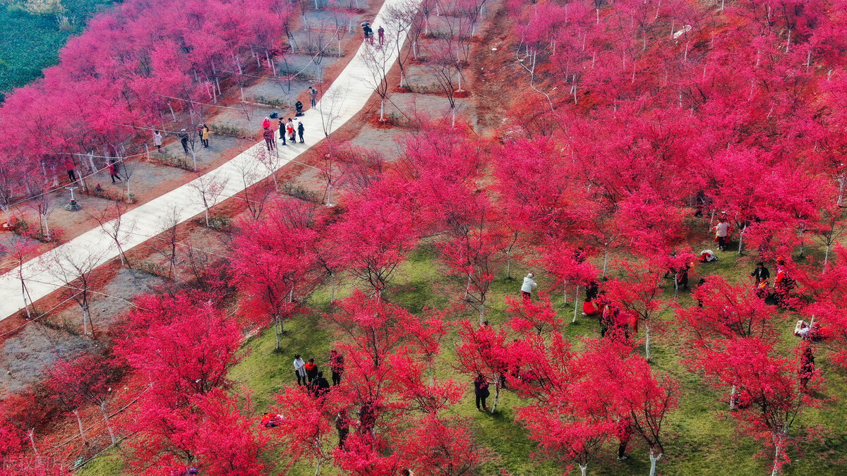 今年春色確定已提前，這些春天花海景色值得你重點關(guān)注了