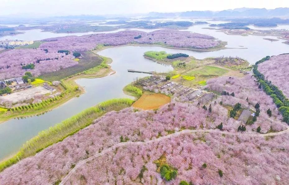 今年春色確定已提前，這些春天花海景色值得你重點關(guān)注了