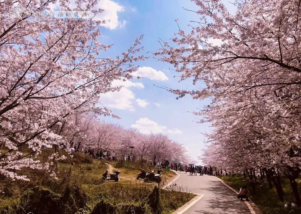 今年春色確定已提前，這些春天花海景色值得你重點關(guān)注了
