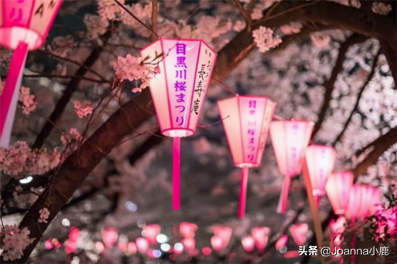 日本八大早櫻景區(qū)，哪些地方最適合欣賞櫻花？