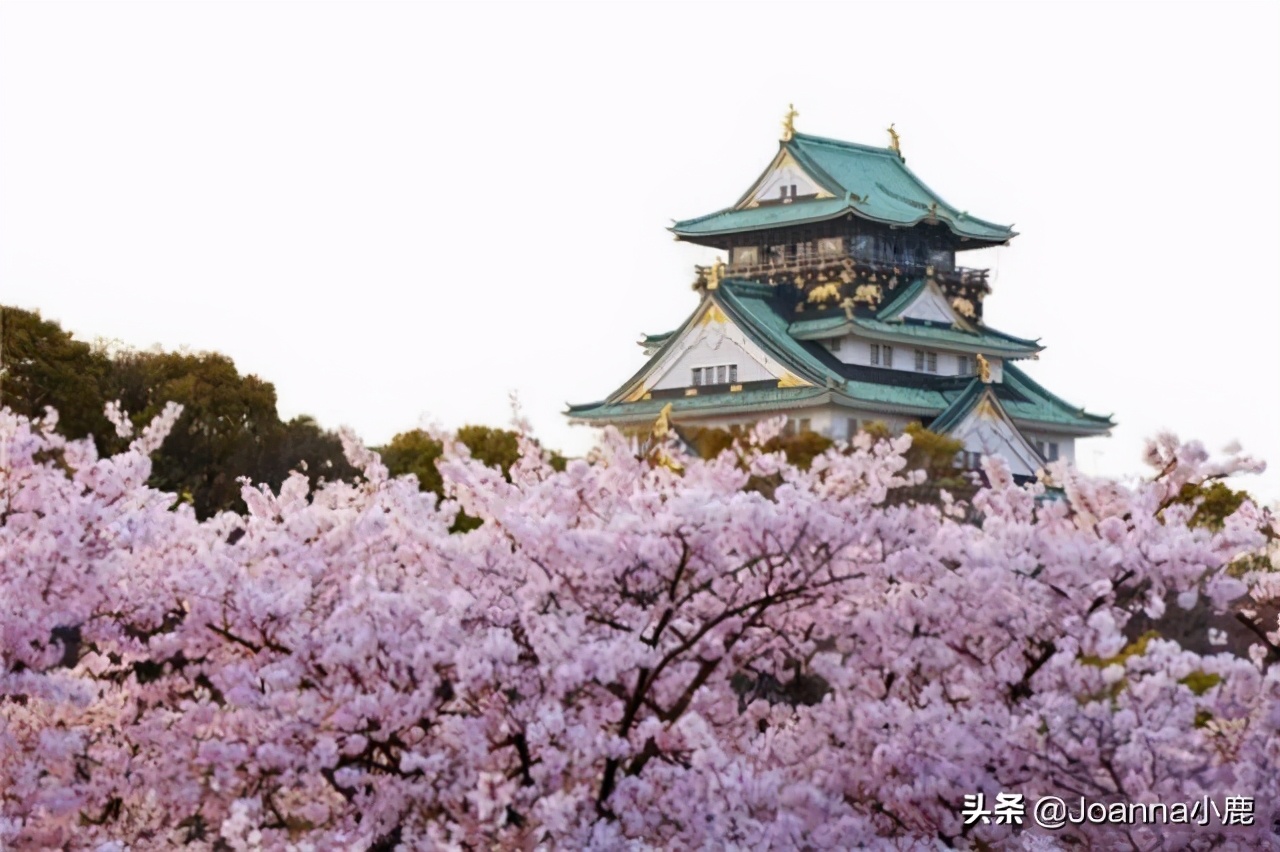 日本八大早櫻景區(qū)，哪些地方最適合欣賞櫻花？