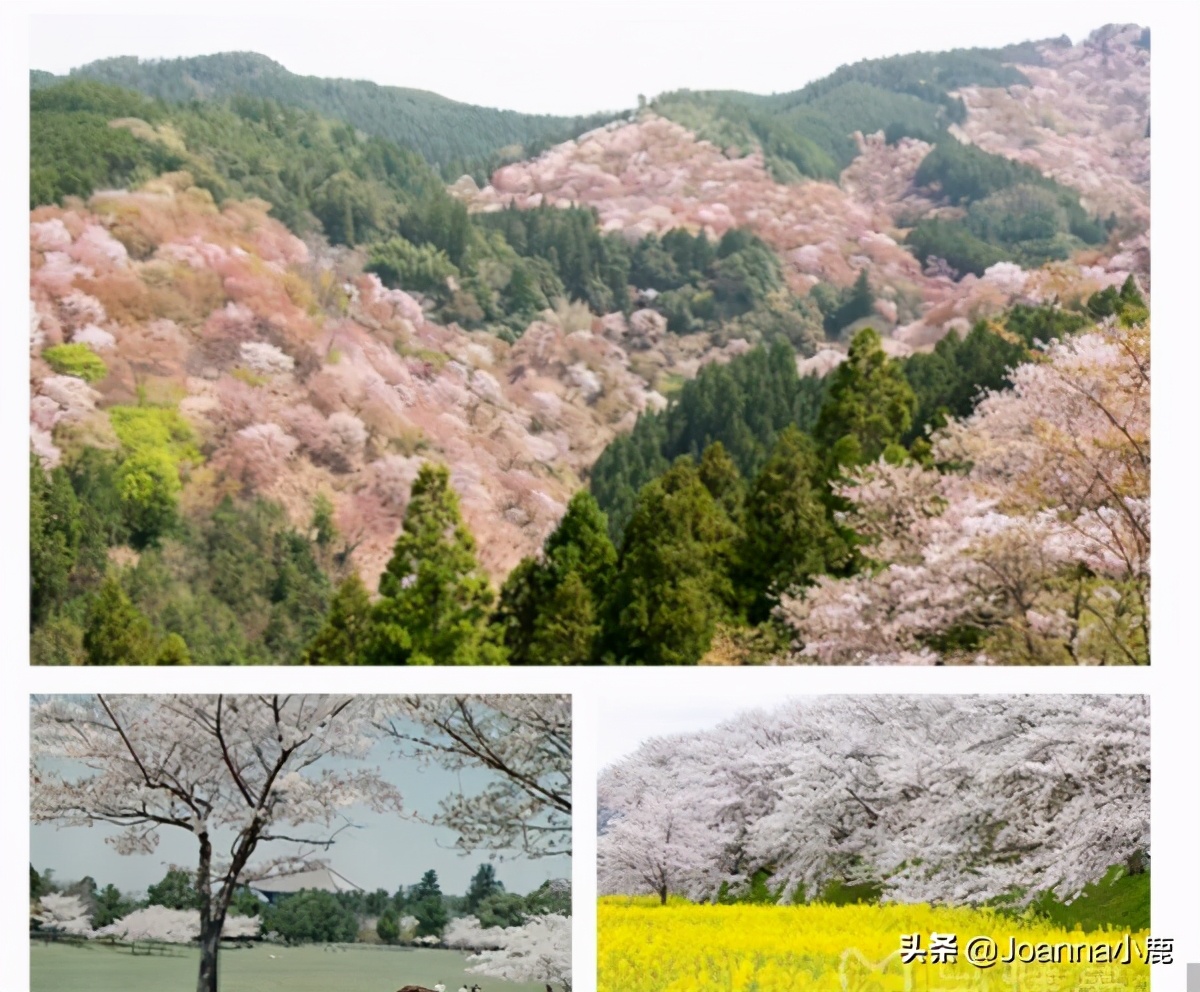 日本八大早櫻景區(qū)，哪些地方最適合欣賞櫻花？