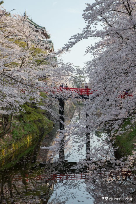 日本八大早櫻景區(qū)，哪些地方最適合欣賞櫻花？