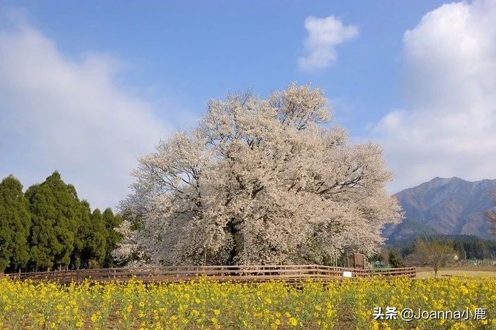 日本八大早櫻景區(qū)，哪些地方最適合欣賞櫻花？
