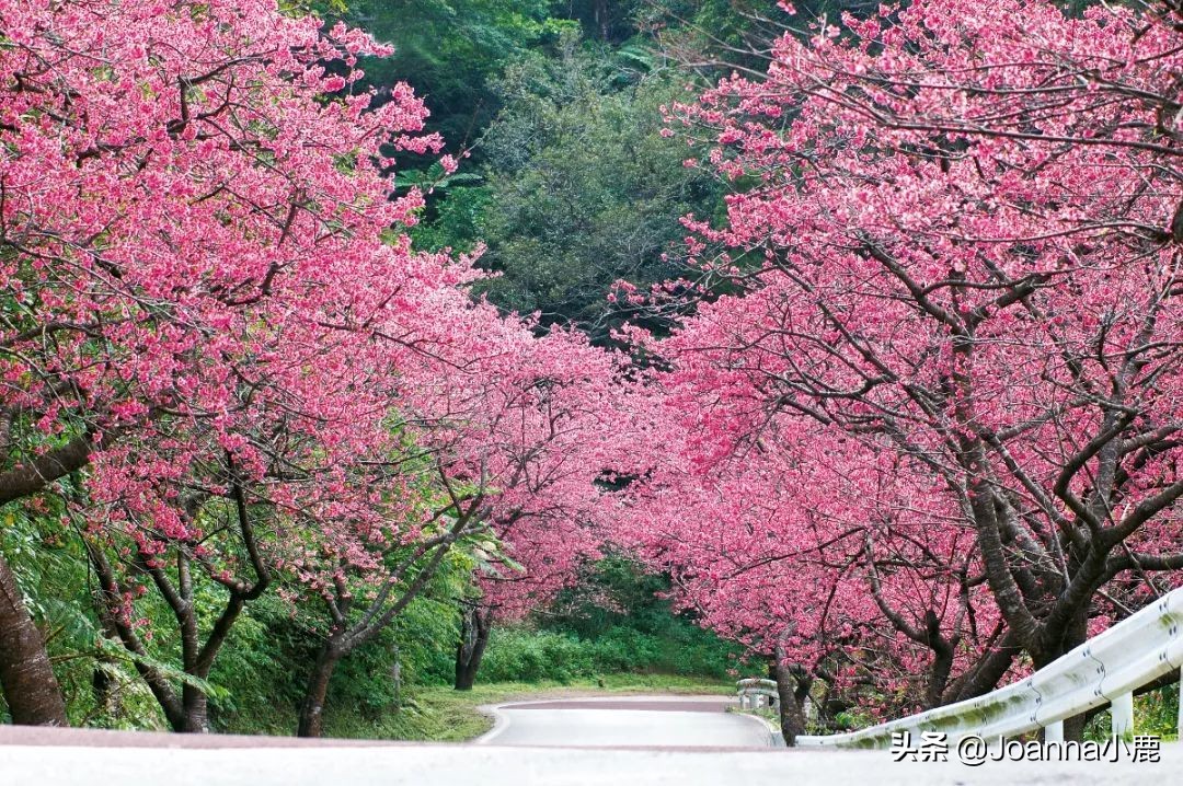 日本八大早櫻景區(qū)，哪些地方最適合欣賞櫻花？