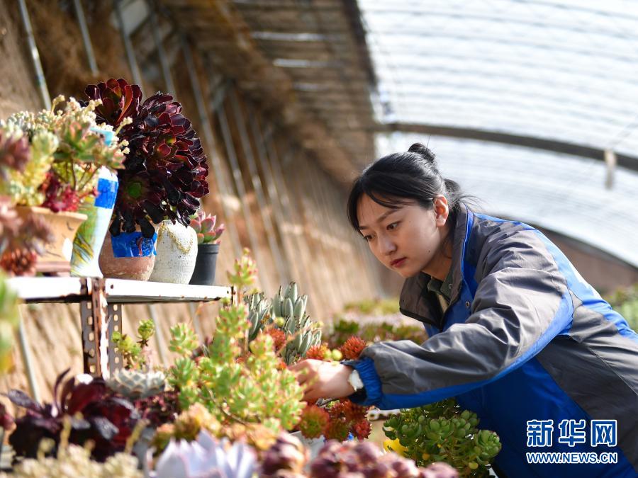 　　在青海省海東市平安區(qū)平安鎮(zhèn)白家村富硒果蔬種植基地的大棚里，韓穎在查看多肉植物（2月8日攝）。新華社記者 張龍 攝