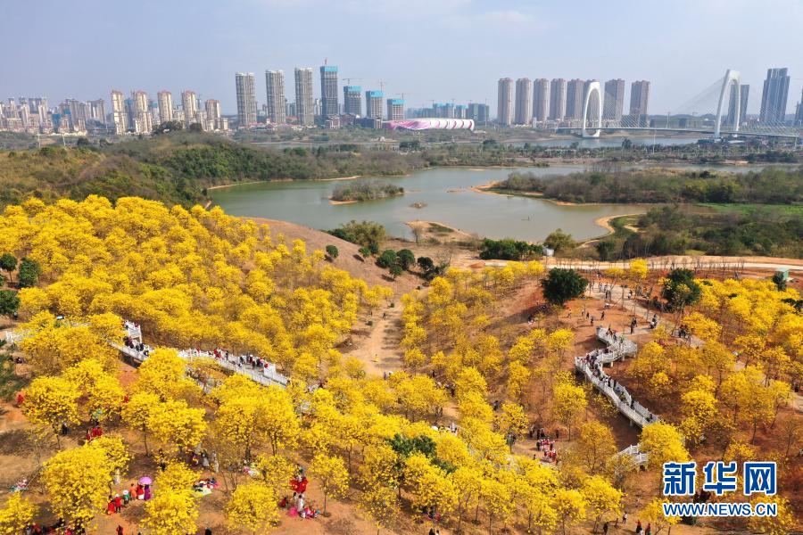 　　2月21日，游人在南寧市青秀山風景區(qū)觀賞盛開的黃花風鈴木（無人機照片）。　　近日，廣西南寧市青秀山風景區(qū)黃花風鈴木盛放，吸引眾多游人前來觀賞?！　⌒氯A社記者 周華 攝