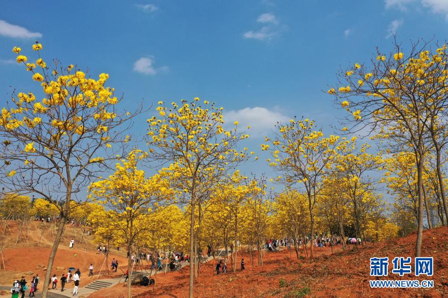 　　2月21日，游人在南寧市青秀山風景區(qū)觀賞盛開的黃花風鈴木（無人機照片）。　　近日，廣西南寧市青秀山風景區(qū)黃花風鈴木盛放，吸引眾多游人前來觀賞?！　⌒氯A社記者 周華 攝