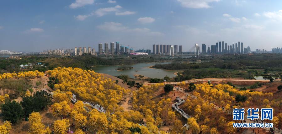 　　這是南寧市青秀山風景區(qū)盛開的黃花風鈴木（2月21日攝，無人機照片）?！　〗眨瑥V西南寧市青秀山風景區(qū)黃花風鈴木盛放，吸引眾多游人前來觀賞?！　⌒氯A社記者 周華 攝