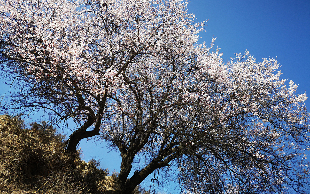 別再錯過最美花期了！2021火熱景點花期預測，錯過等一年