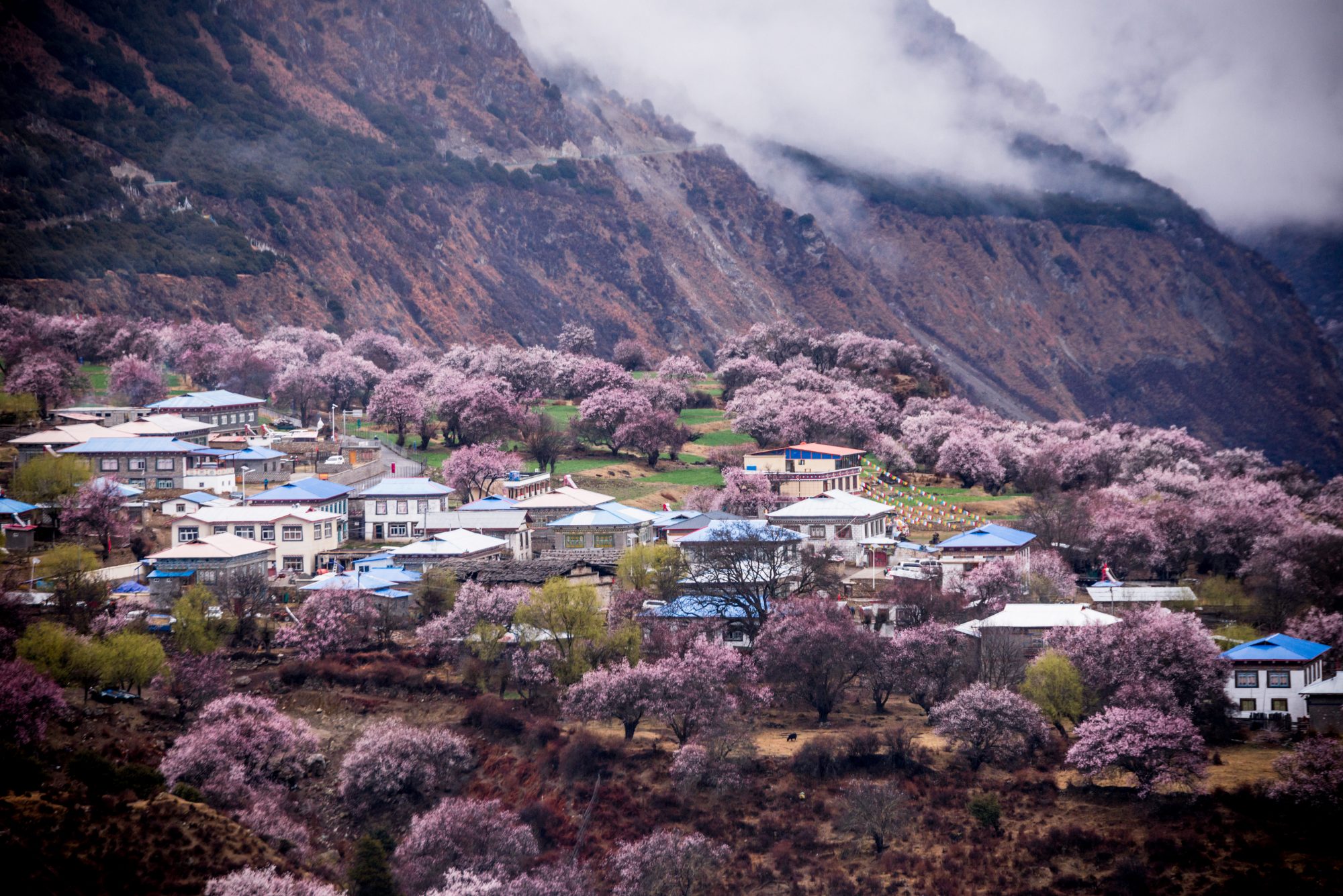 別再錯過最美花期了！2021火熱景點花期預測，錯過等一年