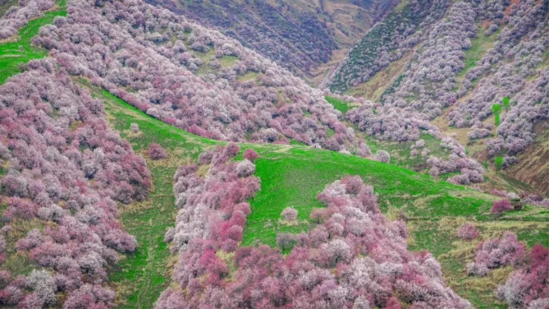 別再錯過最美花期了！2021火熱景點花期預測，錯過等一年
