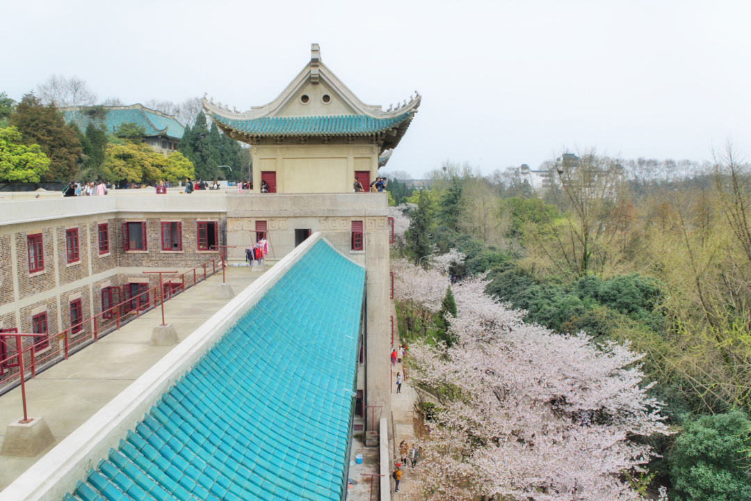 看櫻花不必赴日本，中國5大賞櫻勝地，春天花海絢爛，你去過幾個