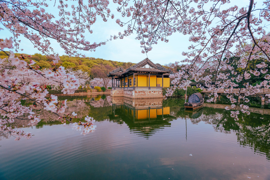 看櫻花不必赴日本，中國5大賞櫻勝地，春天花海絢爛，你去過幾個