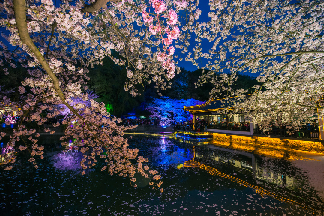 看櫻花不必赴日本，中國5大賞櫻勝地，春天花海絢爛，你去過幾個