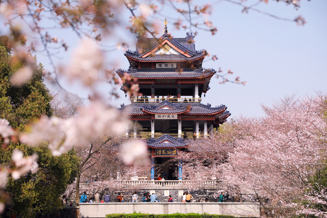 看櫻花不必赴日本，中國5大賞櫻勝地，春天花海絢爛，你去過幾個
