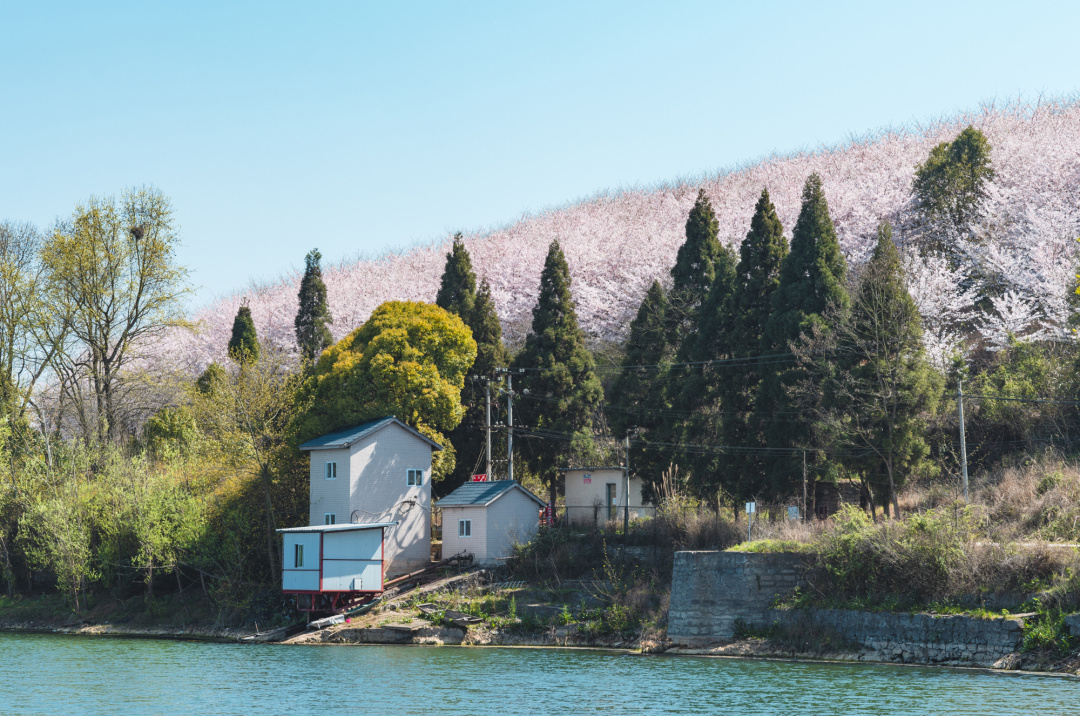 看櫻花不必赴日本，中國5大賞櫻勝地，春天花海絢爛，你去過幾個